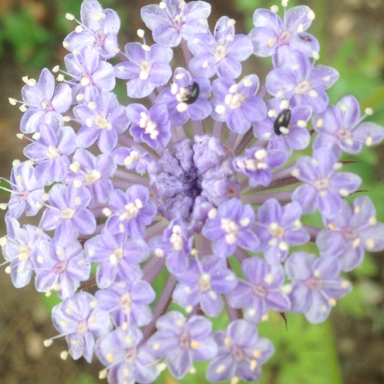 Plant image Trachymene coerulea 'Blue Lace' syn. Didiscus caeruleus 'Blue Lace'