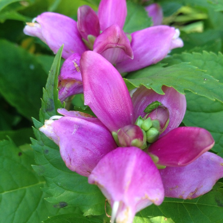 Plant image Chelone obliqua