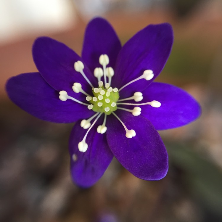 Plant image Hepatica nobilis syn. Anemone hepatica L. ; Hepatica triloba