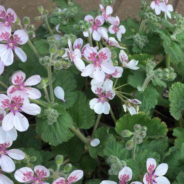 Erodium pelargoniflorum 'Sweetheart'