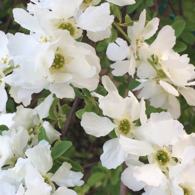 Plant image Exochorda x macrantha 'The Bride'