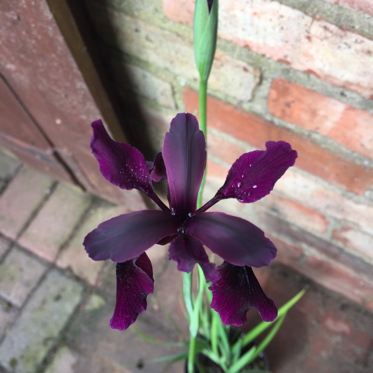 Plant image Iris chrysographes Black-Flowered syn. Iris chrysographes Black-form