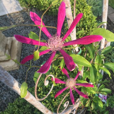 Clematis 'Aiga Harrington'