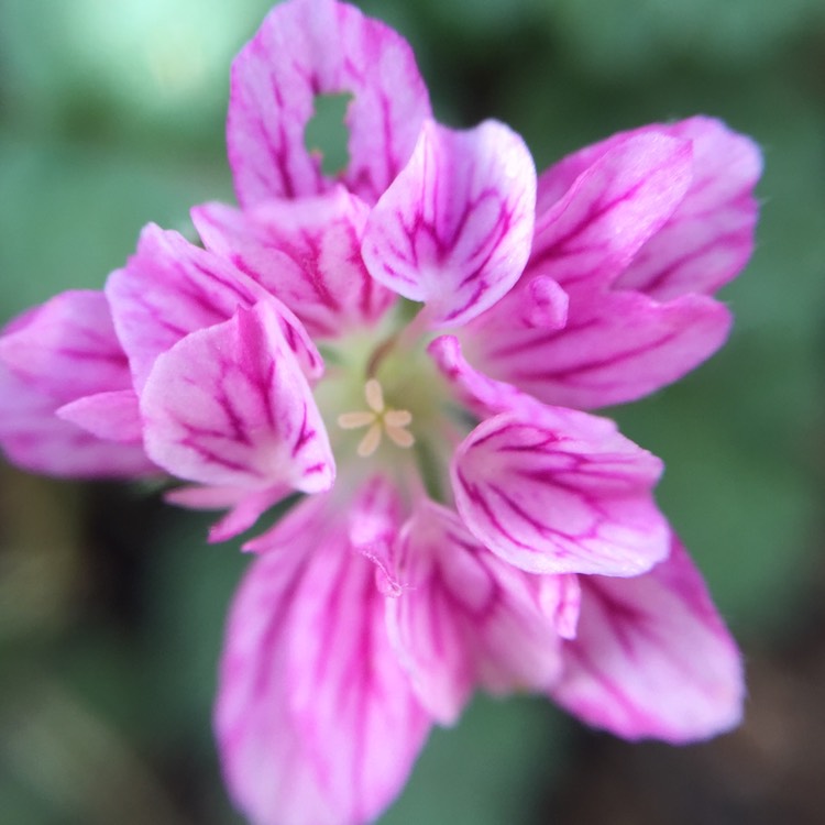 Plant image Erodium x variabile 'Flore Pleno'