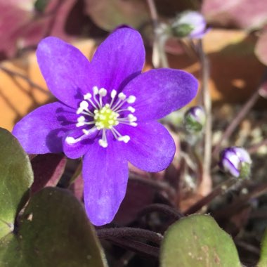 Hepatica nobilis syn. Anemone hepatica L. ; Hepatica triloba