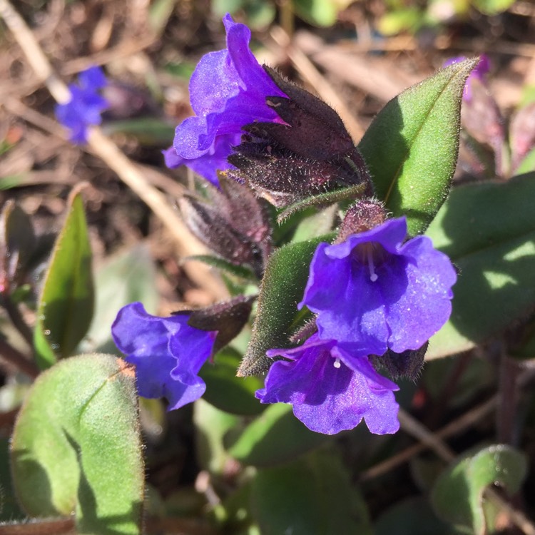 Plant image Pulmonaria 'Blue Ensign'