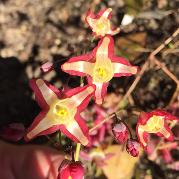 Plant image Epimedium x rubrum