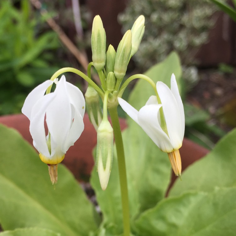 Plant image Dodecatheon meadia 'Album' syn. Dodecatheon meadia 'Albiflorum'