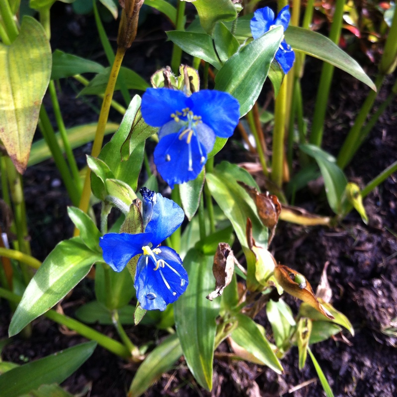 Plant image Commelina Tuberosa syn. Commelina coelestis