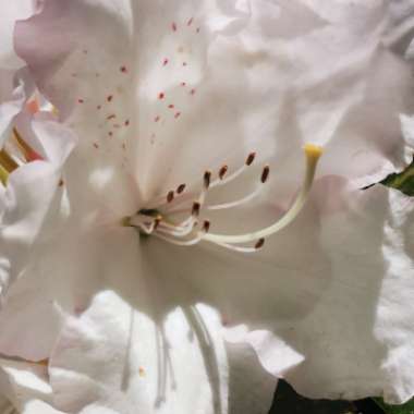 Japanese Standard Rhododendron