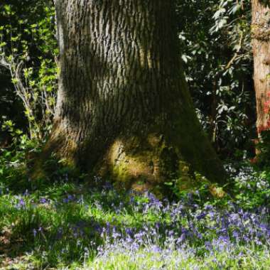 English Bluebell