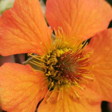 Avens 'Totally tangerine'