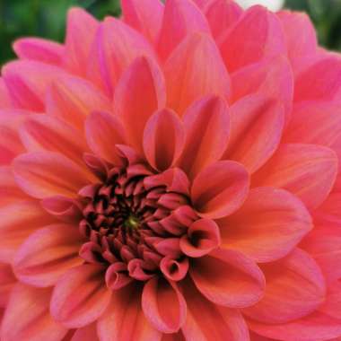 Border Dahlia