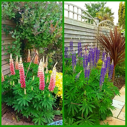 Lupin 'Persian Slipper'