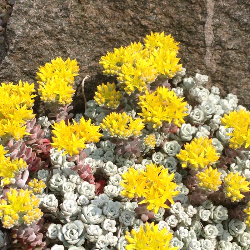 Sedum spathulifolium 'Cape Blanco'