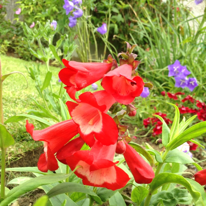 Plant image Penstemon 'Phoenix Red'