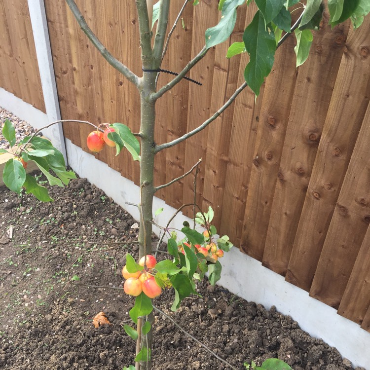 Plant image Malus 'John Downie'