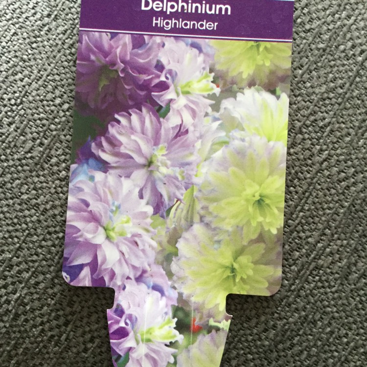 Plant image Delphinium 'Highlander Cha Cha'