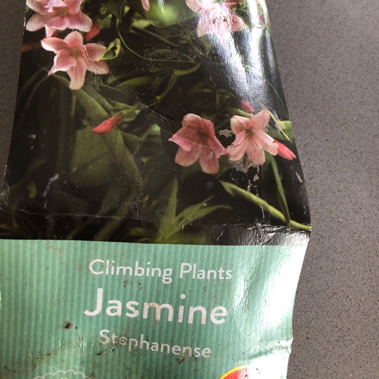 Plant image Jasminum x stephanense