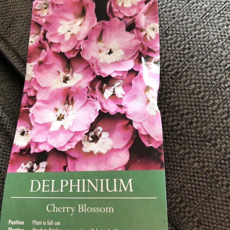 Plant image Delphinium 'Magic Fountains Cherry Blossom'