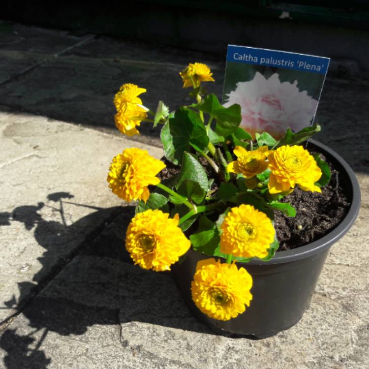 Plant image Caltha Palustris 'Flore Pleno'