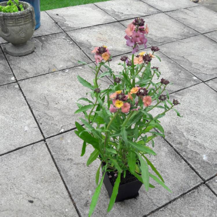 Plant image Erysimum 'Pastel Patchwork'