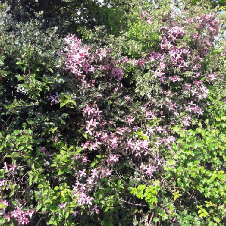 Plant image Clematis montana var rubens 'Tetrarose'