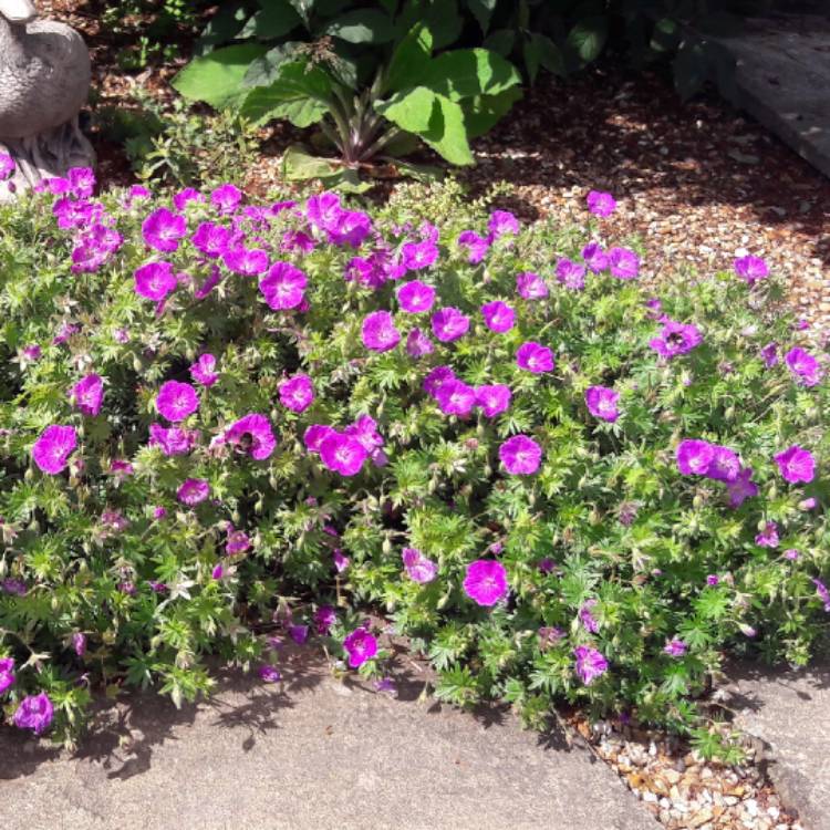 Plant image Geranium sanguineum