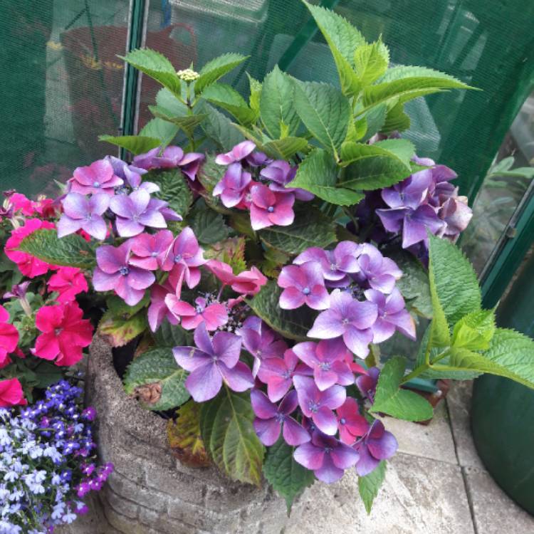 Plant image Hydrangea macrophylla 'Kardinal Violet'