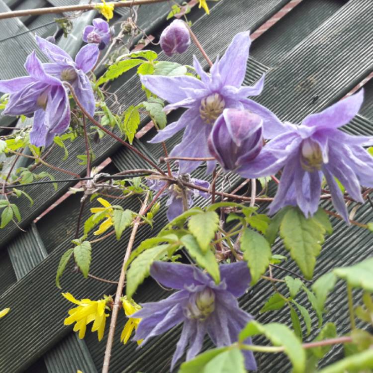 Plant image Clematis Macropetala