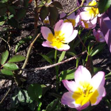 Tulipa humilis