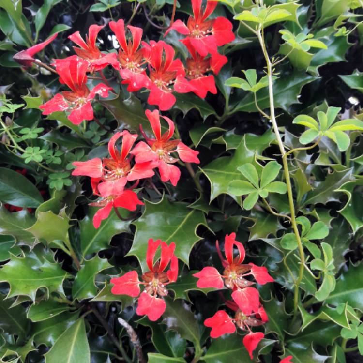 Plant image Tropaeolum speciosum