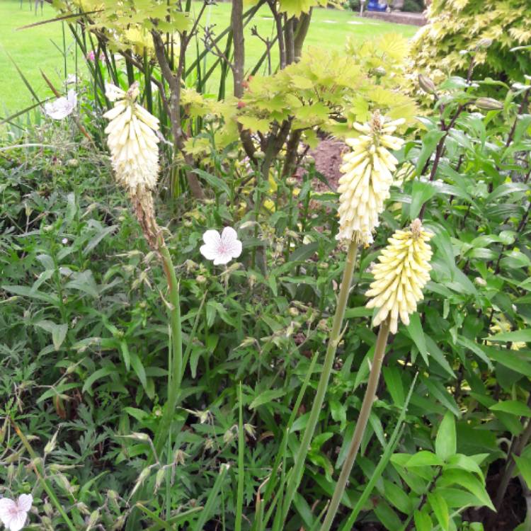 Plant image Kniphofia 'Lemon Popsicle' (Popsicle Series)