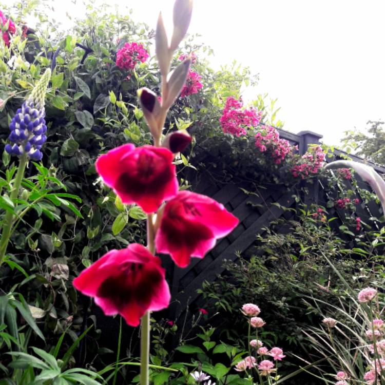 Plant image Gladiolus 'Ruby' syn. Gladiolus papilio 'Ruby'