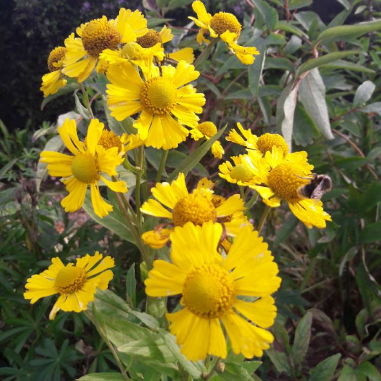 Plant image Helenium hoopesii