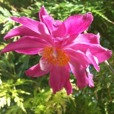 Anemone hupehensis var. japonica 'Pamina'