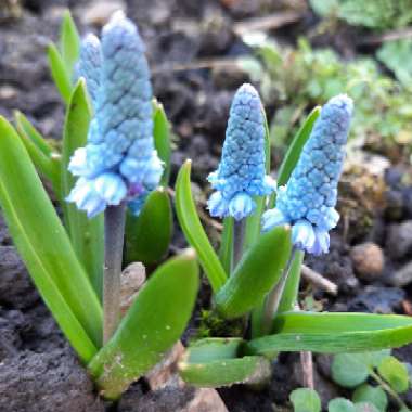 Pseudomuscari azureum syn. Muscari Azureum