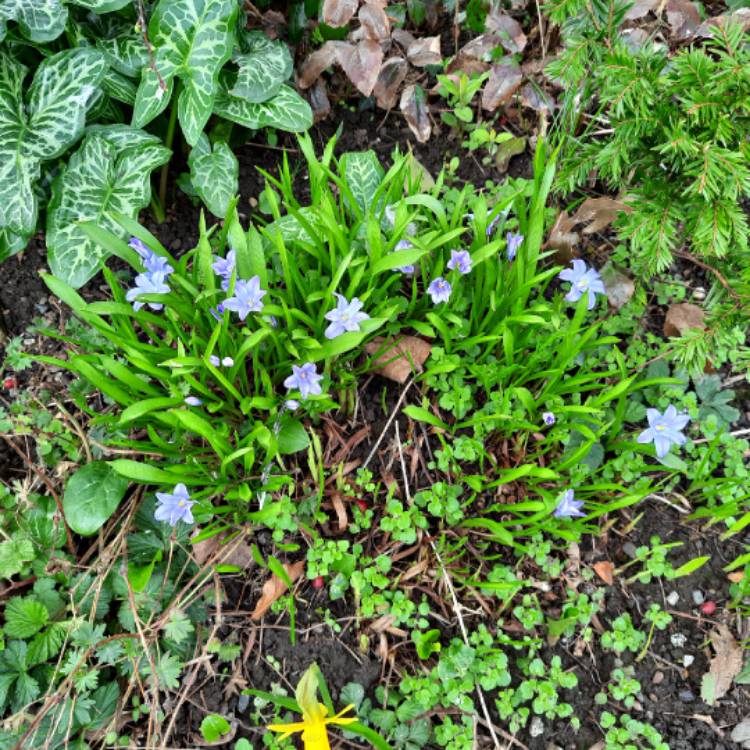 Plant image Ipheion uniflorum 'Wisley Blue'