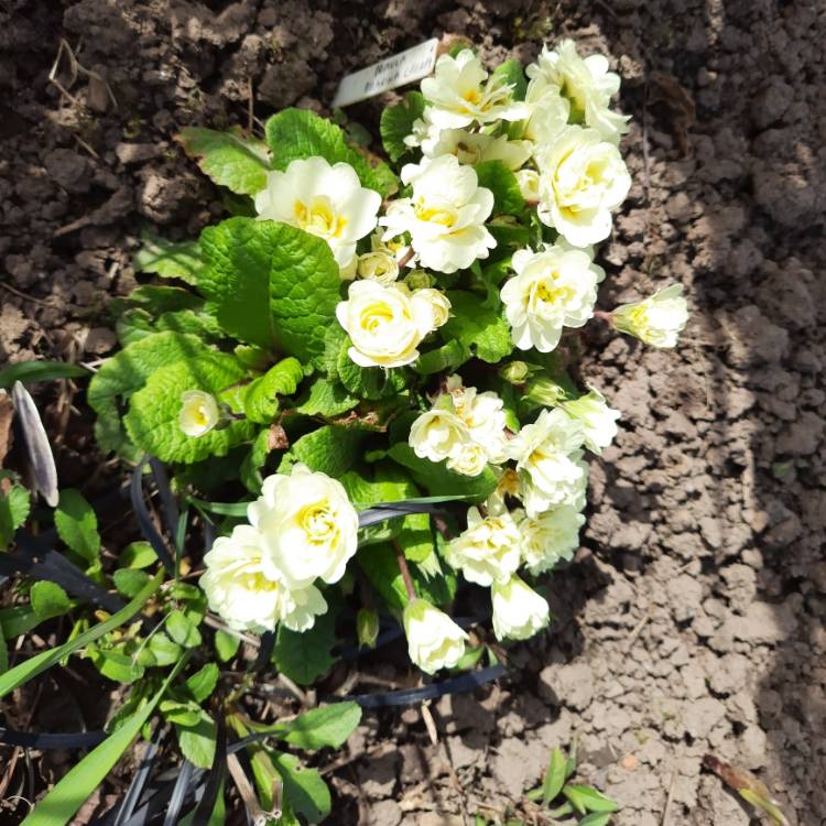 Plant image Primula belarina 'Cream'