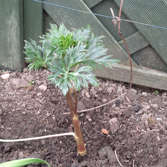 Plant image Aconitum carmichaelii 'Cloudy'