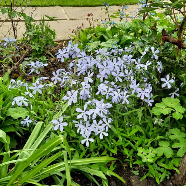 Plant image Phlox Divaricata 'Blue Moon'