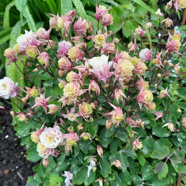 Plant image Aquilegia 'Winky Double Rose And White'