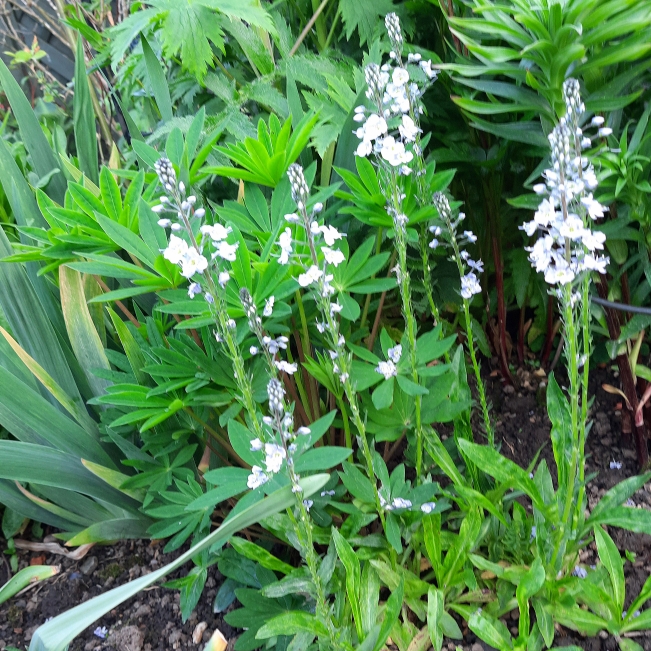 Plant image Veronica gentianoides