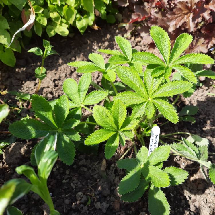 Plant image Potentilla thurberi amorubens 'Monarch's Velvet'