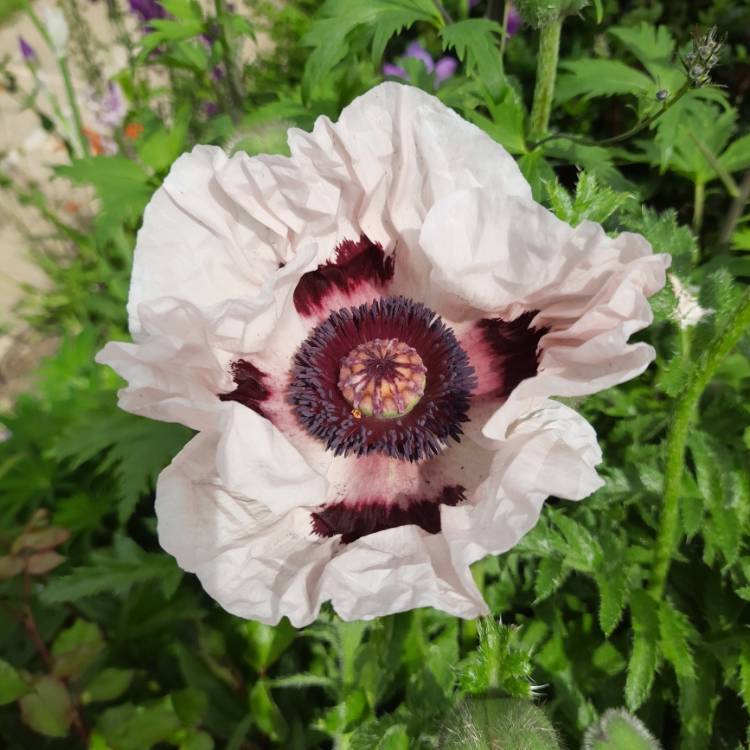 Plant image Papaver orientale 'Perry's white'