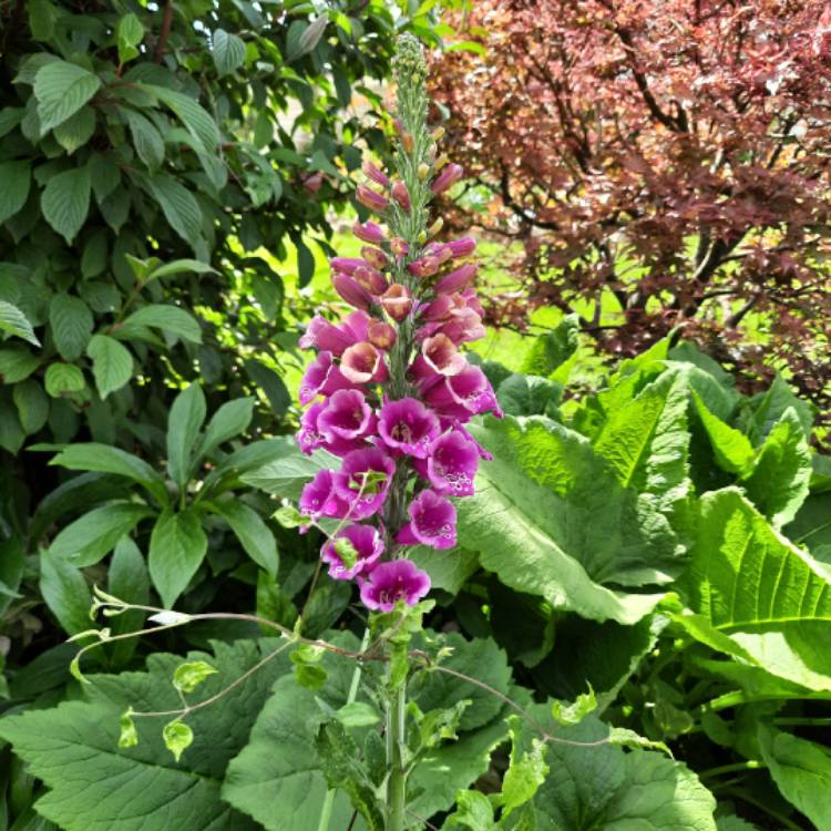 Plant image Digitalis purpurea 'Candy Mountain'