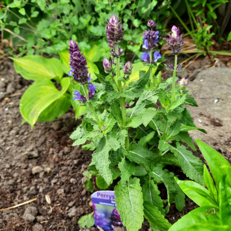 Plant image Salvia x sylvestris 'Balsalarv' syn. Salvia x sylvestris 'Blue Marvel', Salvia nemorosa 'Blue Marvel'