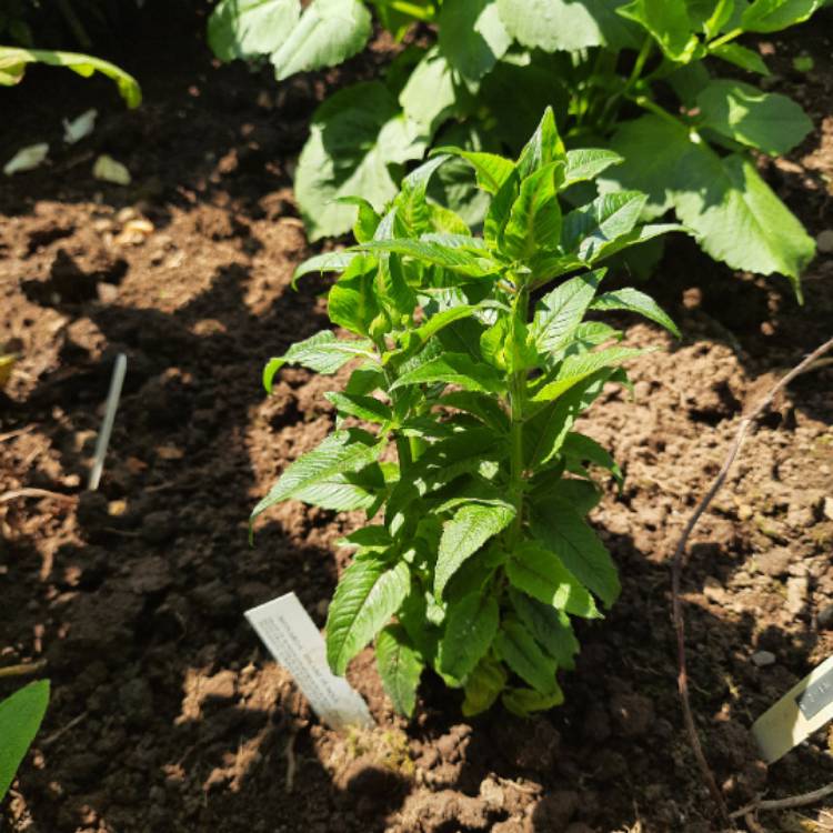 Plant image Monarda Didyma 'Balmy Purple'