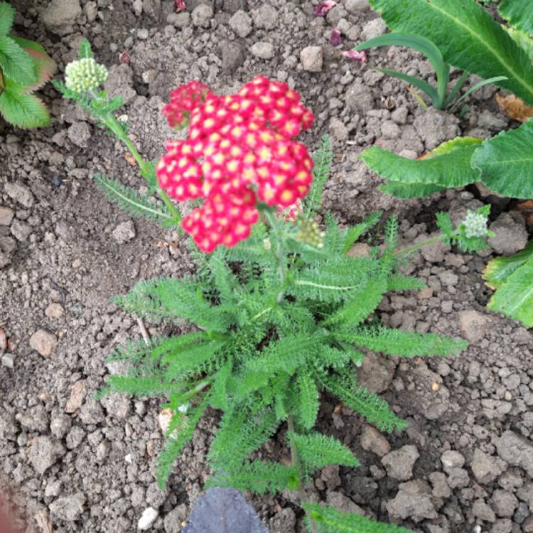 Plant image Achillea 'Desert Eve' series