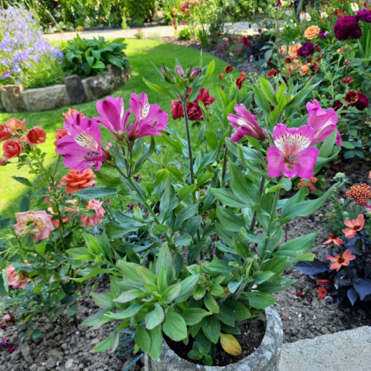 Plant image Alstroemeria 'Tessumpar' (Summer Paradise Series) syn. Alstroemeria 'Summer Party'